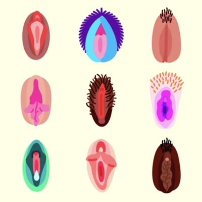 Allerlei soorten vulva getekend